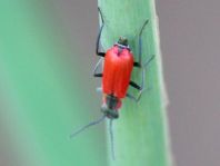 Herbst-Zipfelkäfer, Anthocomus coccineus