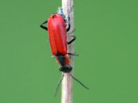 Herbst-Zipfelkäfer, Anthocomus coccineus