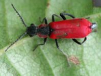 Herbst-Zipfelkäfer, Anthocomus coccineus