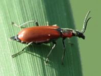 Herbst-Zipfelkäfer, Anthocomus coccineus