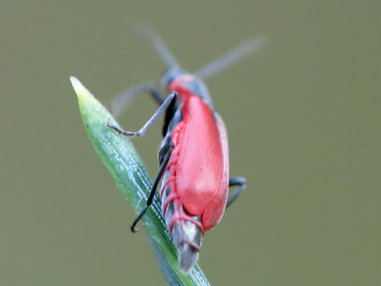 Herbst-Zipfelkäfer, Anthocomus coccineus