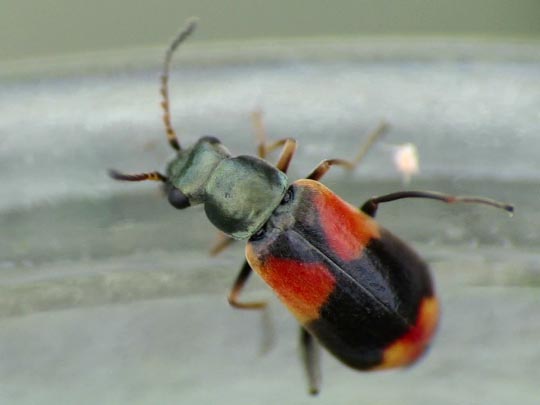 Anthocomus bipunctatus