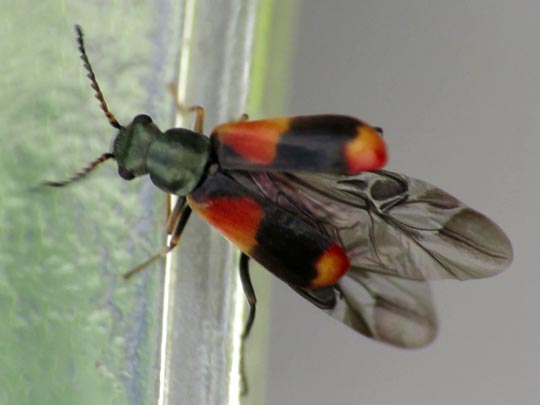 Anthocomus bipunctatus