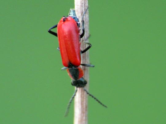 Herbst-Zipfelkäfer, Anthocomus coccineus