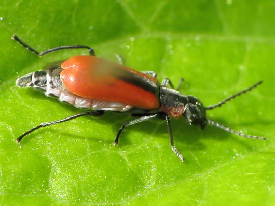 Herbst-Zipfelkäfer, Anthocomus coccineus