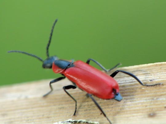 Herbst-Zipfelkäfer, Anthocomus coccineus
