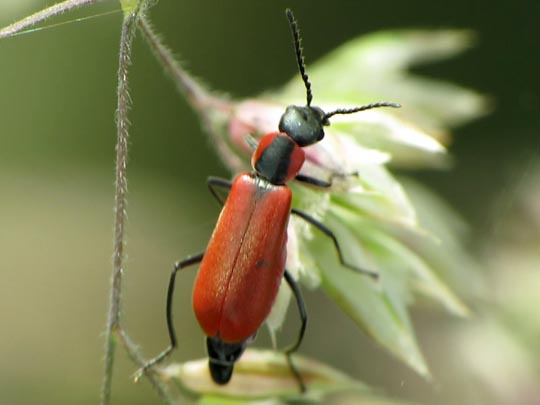 Herbst-Zipfelkäfer, Anthocomus coccineus