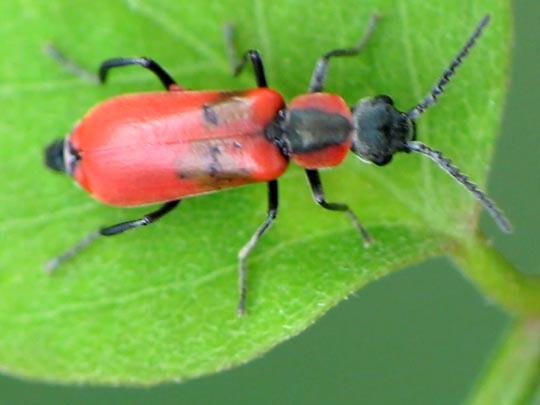 Herbst-Zipfelkäfer, Anthocomus coccineus