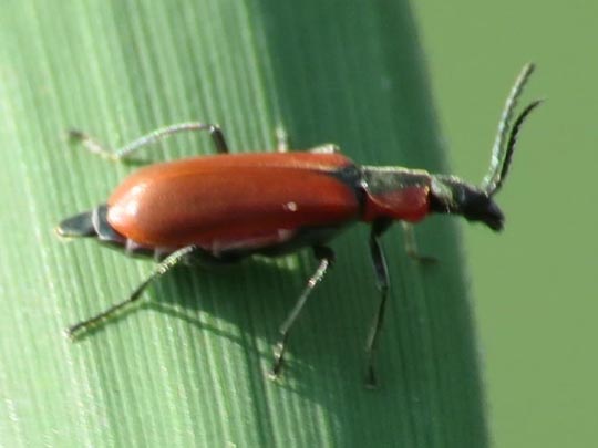 Herbst-Zipfelkäfer, Anthocomus coccineus