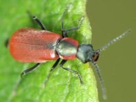 Herbst-Zipfelkäfer, Anthocomus coccineus