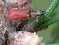 Herbst-Zipfelkäfer, Anthocomus coccineus