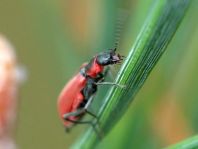Herbst-Zipfelkäfer, Anthocomus coccineus
