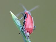 Herbst-Zipfelkäfer, Anthocomus coccineus