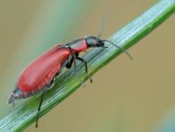 Herbst-Zipfelkäfer, Anthocomus coccineus