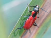 Herbst-Zipfelkäfer, Anthocomus coccineus