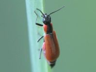 Herbst-Zipfelkäfer, Anthocomus coccineus