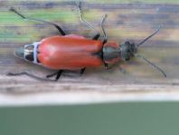 Herbst-Zipfelkäfer, Anthocomus coccineus