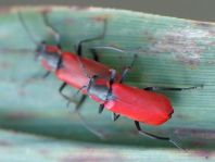 Herbst-Zipfelkäfer, Anthocomus coccineus