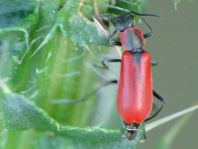 Herbst-Zipfelkäfer, Anthocomus coccineus
