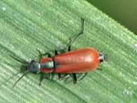 Herbst-Zipfelkäfer, Anthocomus coccineus