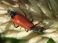 Herbst-Zipfelkäfer, Anthocomus coccineus