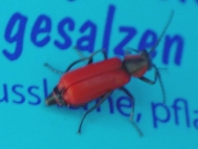 Herbst-Zipfelkäfer, Anthocomus coccineus