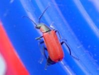 Herbst-Zipfelkäfer, Anthocomus coccineus
