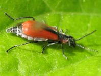 Herbst-Zipfelkäfer, Anthocomus coccineus