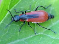 Herbst-Zipfelkäfer, Anthocomus coccineus