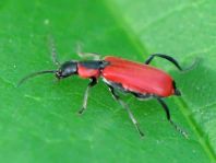 Herbst-Zipfelkäfer, Anthocomus coccineus