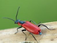 Herbst-Zipfelkäfer, Anthocomus coccineus