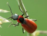 Herbst-Zipfelkäfer, Anthocomus coccineus