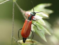 Herbst-Zipfelkäfer, Anthocomus coccineus