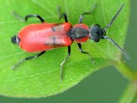 Herbst-Zipfelkäfer, Anthocomus coccineus