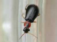 Attalus analis