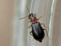 Attalus analis