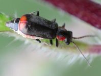 Axinotarsus marginalis