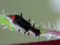 Axinotarsus marginalis