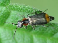 Axinotarsus marginalis