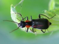 Axinotarsus marginalis