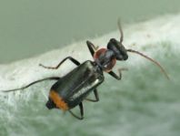 Axinotarsus marginalis