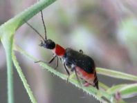 Axinotarsus ruficollis