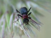 Axinotarsus ruficollis