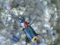 Axinotarsus ruficollis