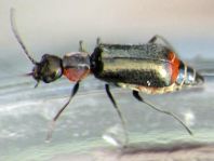Axinotarsus marginalis