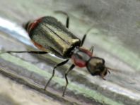 Axinotarsus marginalis