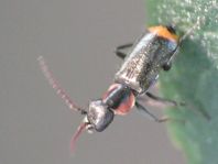 Axinotarsus marginalis