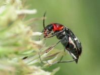 Axinotarsus marginalis