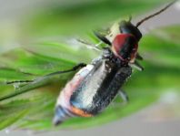 Axinotarsus marginalis