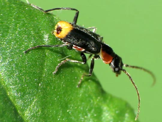Axinotarsus pulicarius